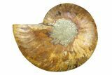 Cut & Polished Ammonite Fossil (Half) - Crystal Pockets #308114-1